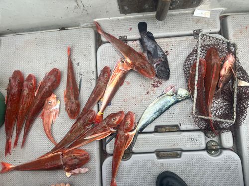 ホウボウの釣果