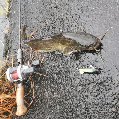 ナマズの釣果