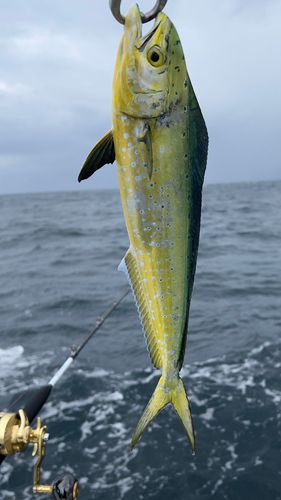 シイラの釣果