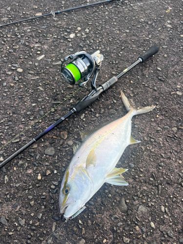 シオの釣果