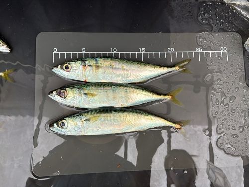 サバの釣果