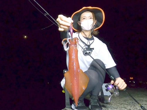 ケンサキイカの釣果