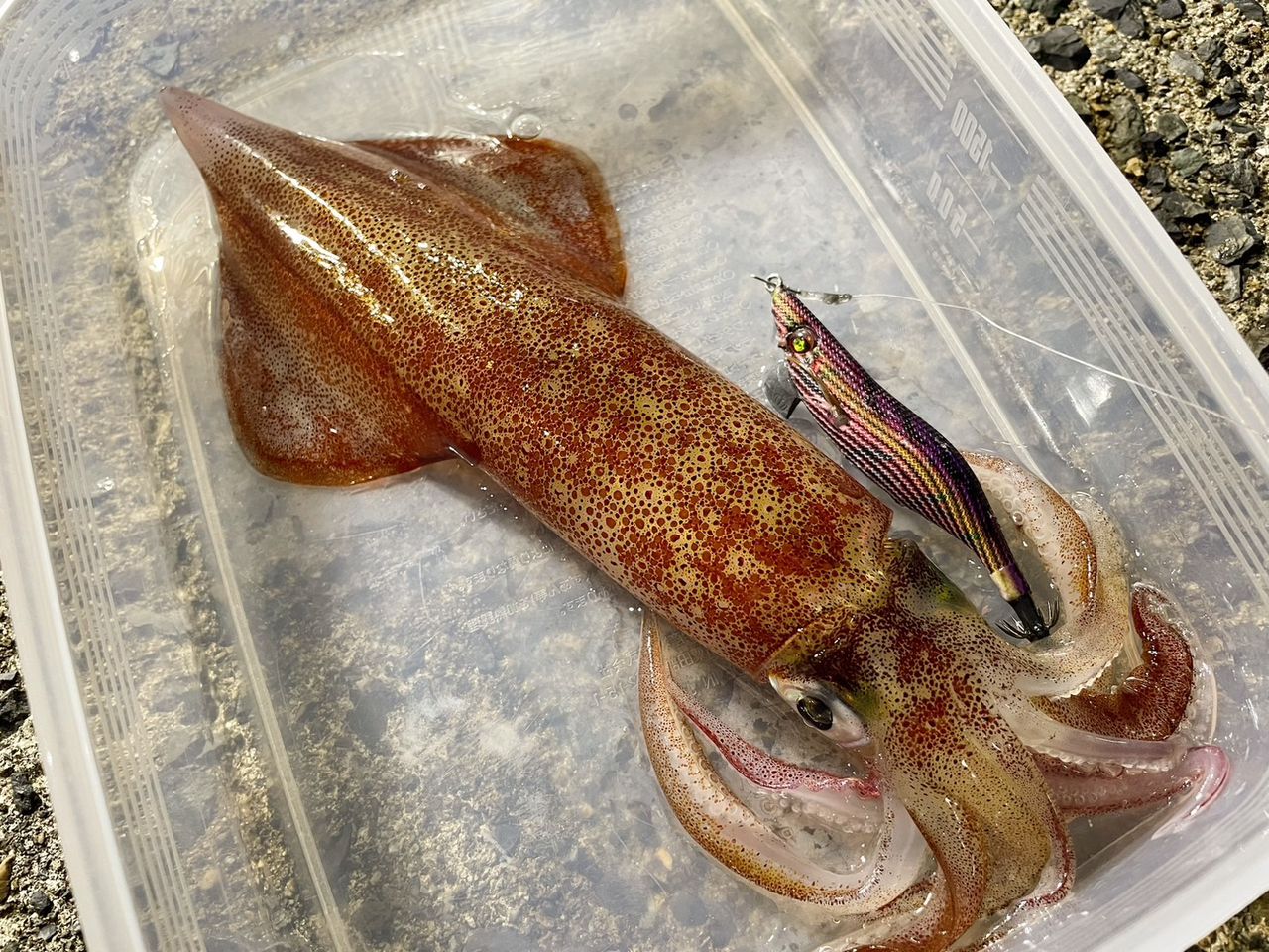 ケンサキイカ