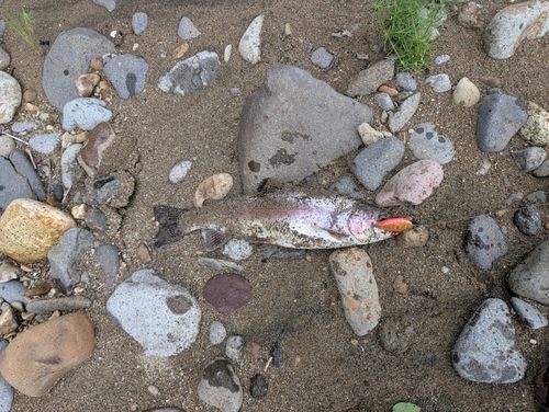 ニジマスの釣果