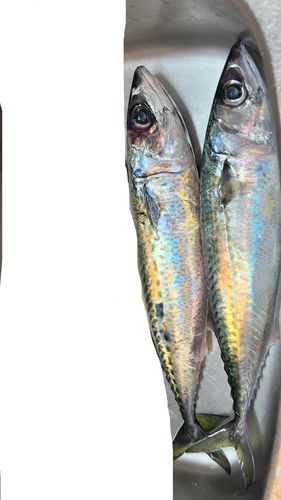 ゴマサバの釣果