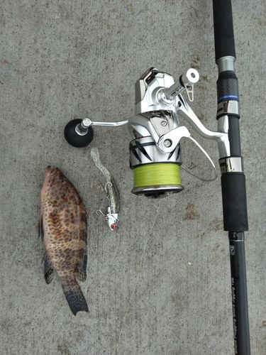 オオモンハタの釣果