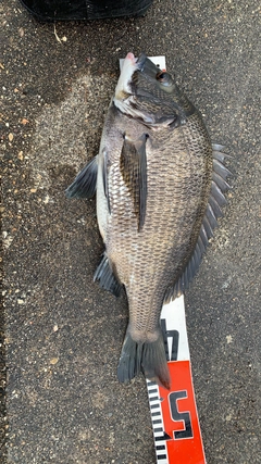クロダイの釣果