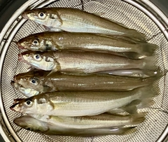 シロギスの釣果