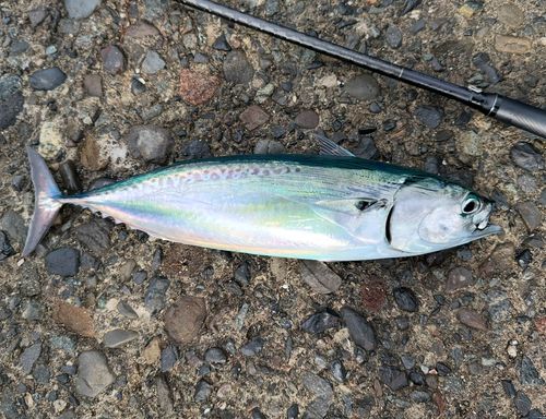 カツオの釣果