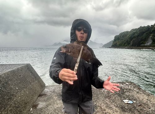 オオモンハタの釣果