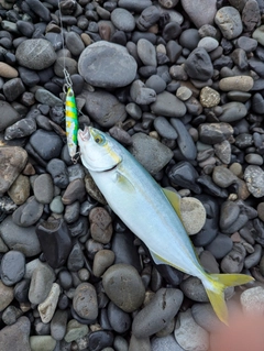 釣果
