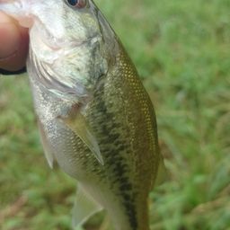 ラージマウスバス