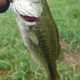 ラージマウスバス