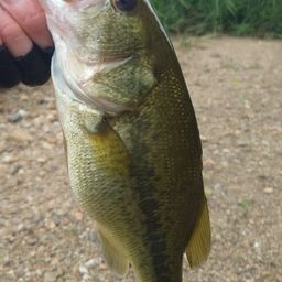 ラージマウスバス