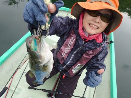 ブラックバスの釣果