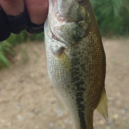 ラージマウスバス