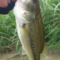 ラージマウスバス