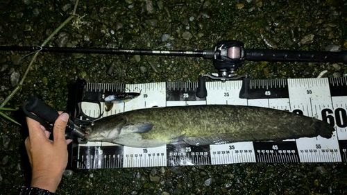 ナマズの釣果