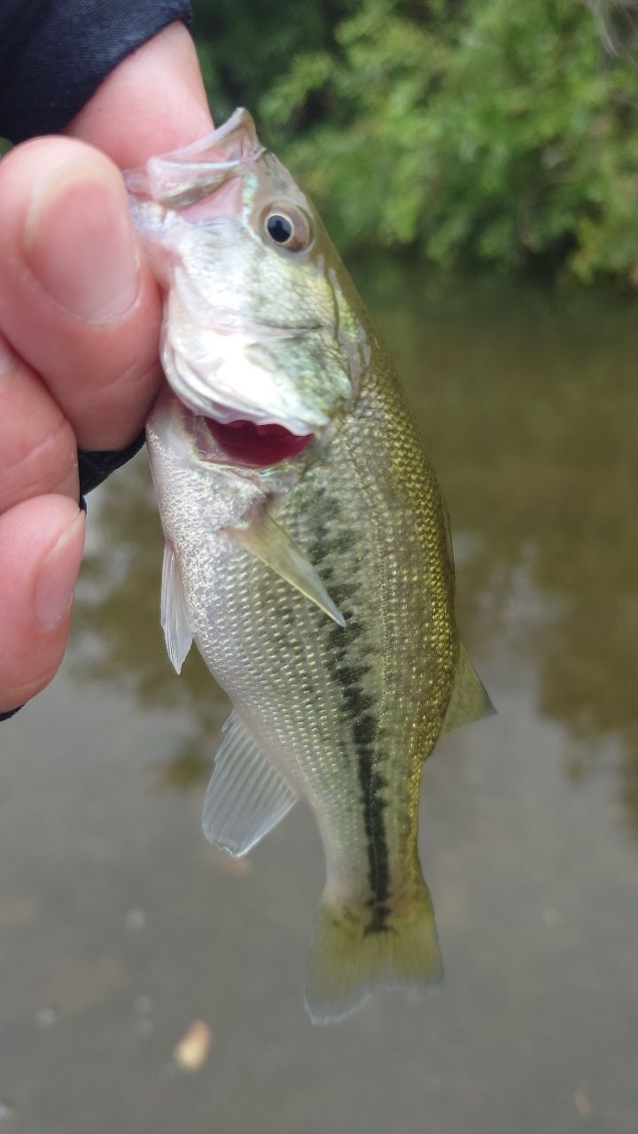 ラージマウスバス