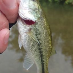 ラージマウスバス