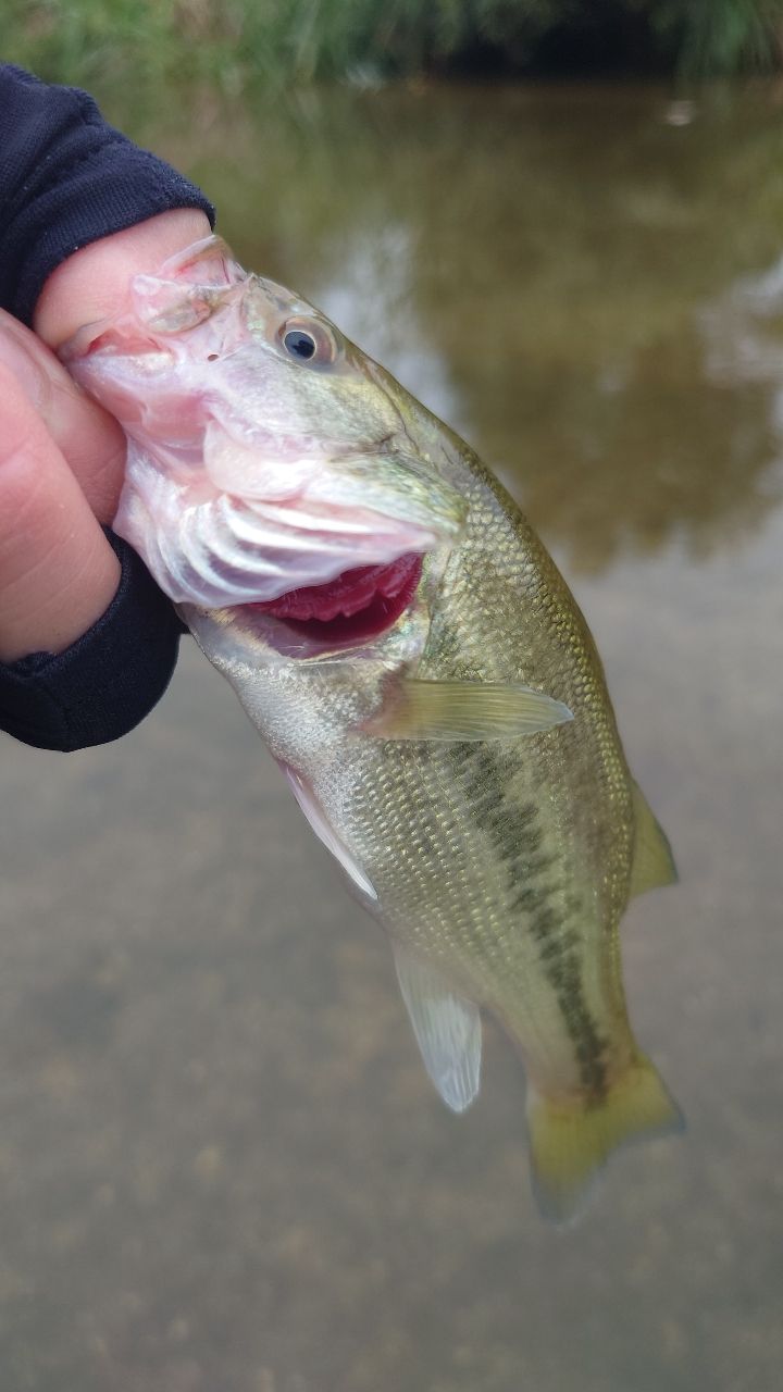 ラージマウスバス