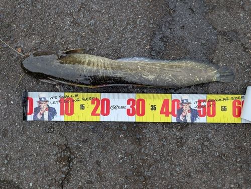 ナマズの釣果
