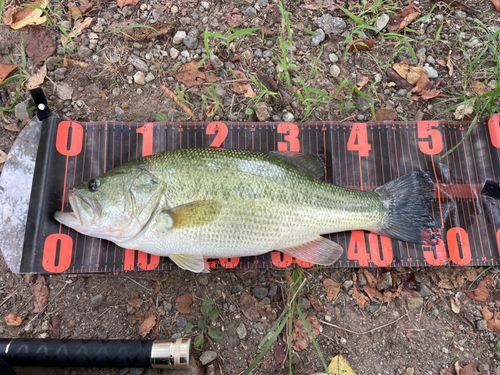 ブラックバスの釣果