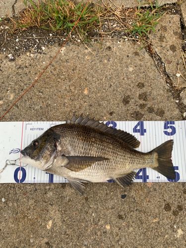 チヌの釣果
