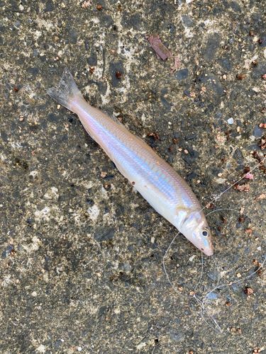 シロギスの釣果