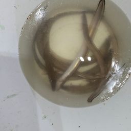 アナゴ