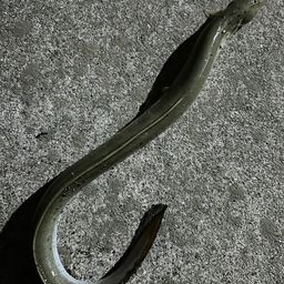 ニホンウナギ