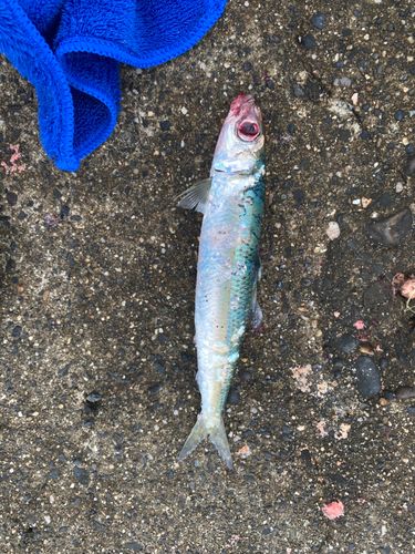 ウルメイワシの釣果