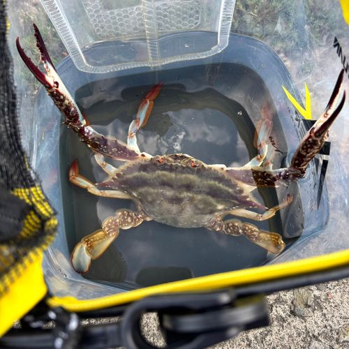 ワタリガニの釣果