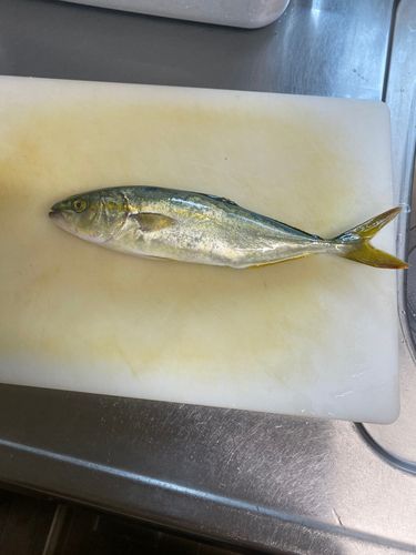 ワカシの釣果