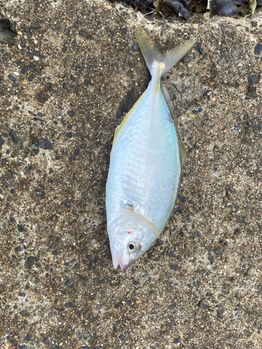 シマアジの釣果