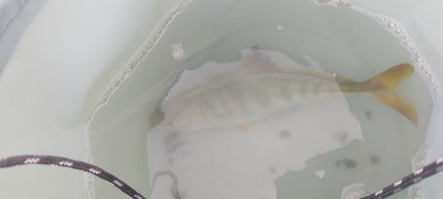ワカシの釣果