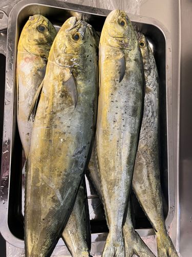 シイラの釣果