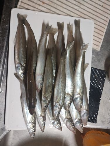 シロギスの釣果