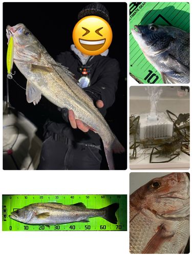 シーバスの釣果