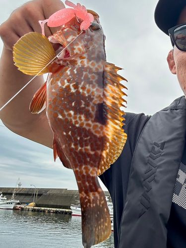 キジハタの釣果