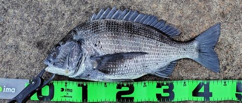 クロダイの釣果