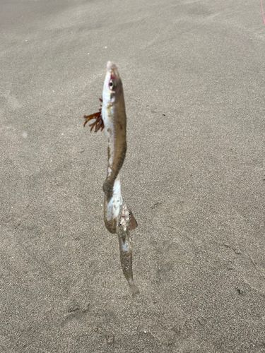 キスの釣果