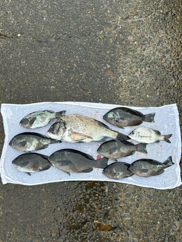 グレの釣果