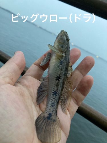マハゼの釣果