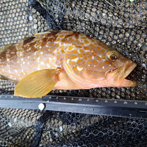 キジハタの釣果