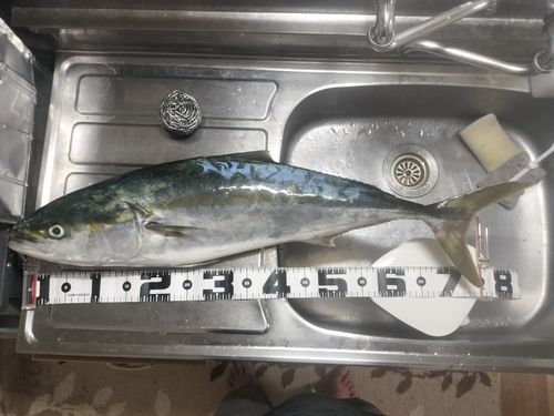 ブリの釣果