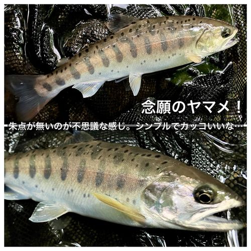 ヤマメの釣果