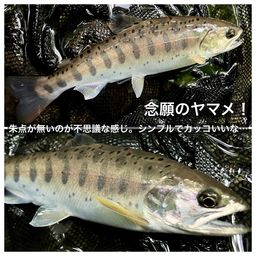 ヤマメ