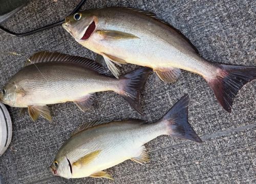 イサキの釣果