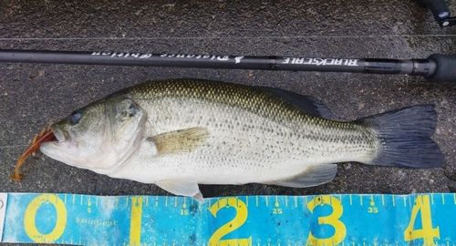 ブラックバスの釣果